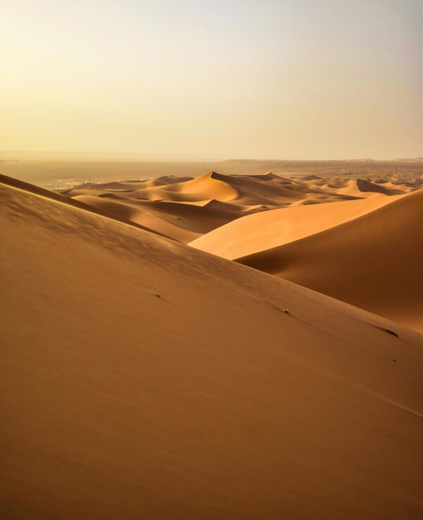 Desert Safari – Image 2